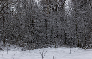 Nature winter background . Winter landscape. Snow covered trees. Frozen twigs closeup. Selective focus..