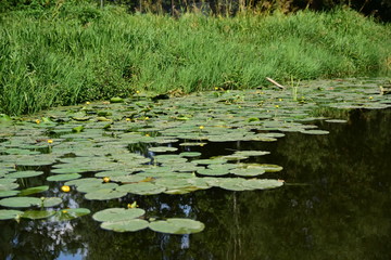 Roślinność nadwodna przy brzegu rzeki w letni pogodny dzień.