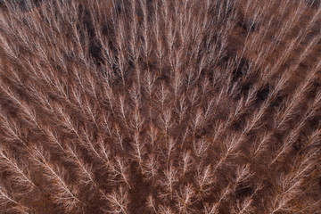 Aerial view of cottonwood forest in winter with no snow