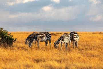 A Herd of Zebra in The Serengeti, Tanzania