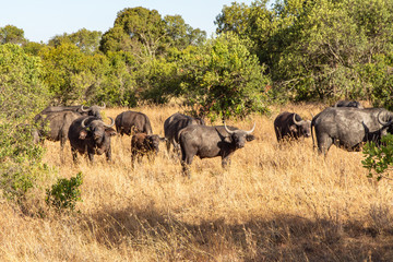 A Herd of Water Buffalo on the Savanna in Ol Pejeta Conservancy, Kenya