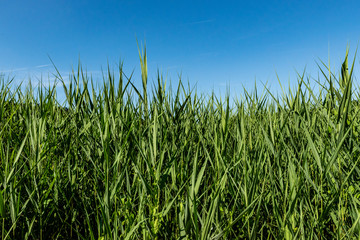Scenery in Astra Museum Sibiu
