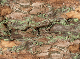 Tree Bark Texture Pattern with Copy Space for Text