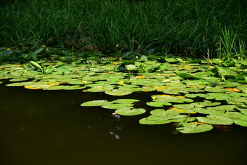 Obraz na płótnie Canvas Roślinność nadwodna przy brzegu rzeki w letni pogodny dzień.