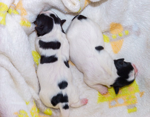 Dog puppies Jack Russell terrier right after birth. Small dogs.
