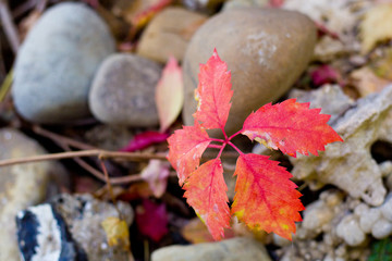 red autumn leaf of wild grapes on a background of stones