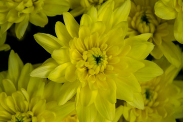 Obraz premium Bunch of pretty yellow chrisantemum in a flowershop, close-up, blooming bouquet for 8 march, mother's day, women's day, valentine's day
