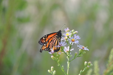 Monarch Butterfly