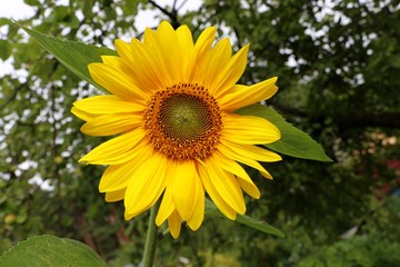 Fototapeta premium Lonely Sunflower, apple garden background