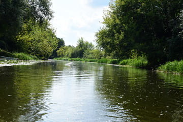 Fototapeta Wycieczka brzegiem rzeki wśród zielonych drzew i krzewów w letni pogodny dzień. obraz
