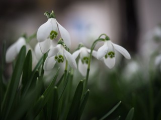 Obraz premium perce-neige