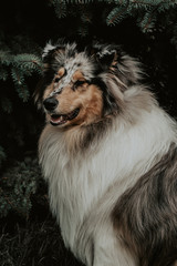 Portrait of a collie dog breed