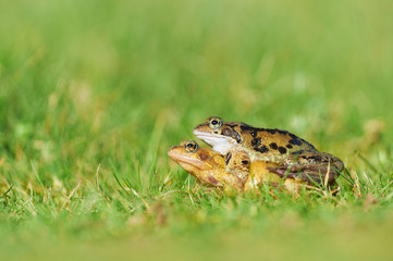 Amphibian Love
