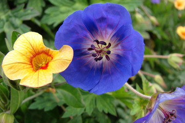 Purple Geranium