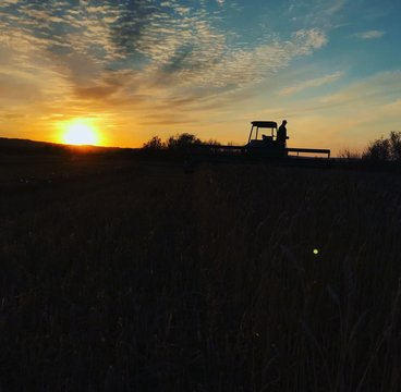 Swather in field