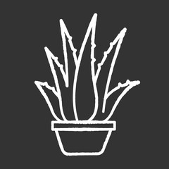 Houseplant chalk white icon on black background. Potted aloe vera. Cactus sprouts and succulent leaves. Growing medicinal herb. Decorative plant. Isolated vector chalkboard illustration