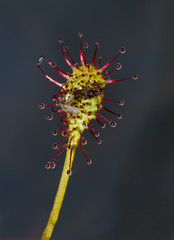 Flies caught by the sticky leaf of the carnivorous plant Oblong-leaved sundew