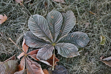 Chestnut Fallen Leaf on the ground
