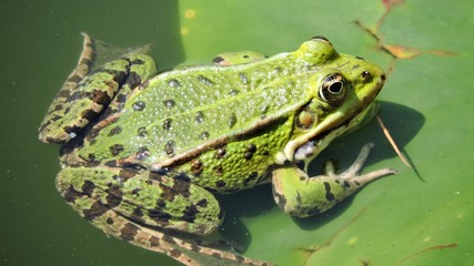 Green Frog