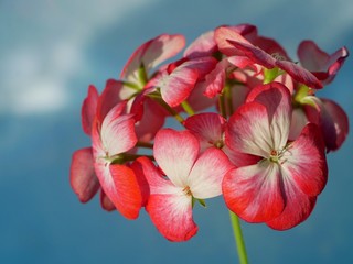 Geranium Flowers