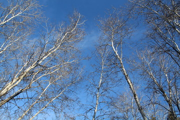 Trees Against The Blue Sky, Whitemud Park, Edmonton, Alberta