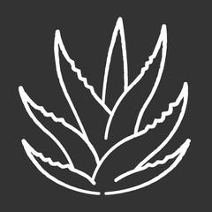 Succulent chalk white icon on black background. Aloe vera sprouts. Cactus leafs. Growing medicinal herb. Decorative plant. Ingredient for organic cosmetic. Isolated vector chalkboard illustration
