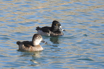 A pair of ring-necked ducks, male and female, swimming in a lagoon in Dead Horse Ranch State Park, Cottonwood, Arizona.