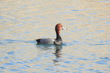 Redhead duck swimming in a lagoon, in Dead Horse Ranch State Park, in Cottonwood, Arizona.