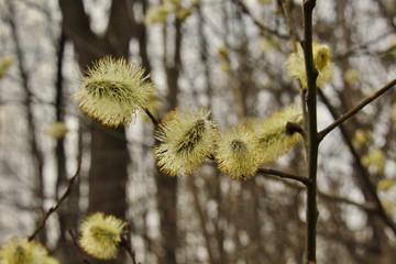 Amazing flowering pussy willow branches close up. Blooming willow