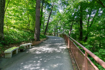 Winding Path Through Leafy Forest