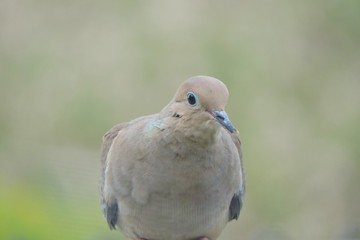 Mourning Dove Closeup