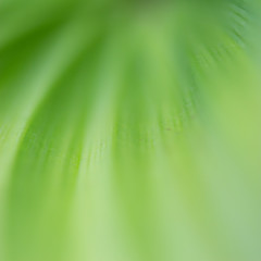 Abstract green background leaf texture with copy space for your text