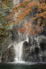 Fototapeta na wymiar Fall colours in Minoo Forested Park and Waterfall, a spacious natural recreation area in suburban Osaka, Japan.