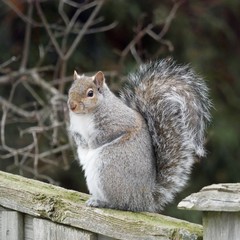 Fluffy Squirrel