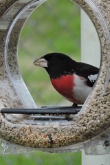 Rose Breasted Gross Beak