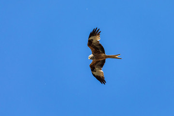 Fliegender Rotmilan 7
