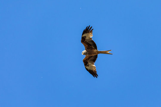 Gabelweihe Bilder Durchsuchen 8,484 Archivfotos, und