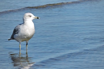 Wading Seagull