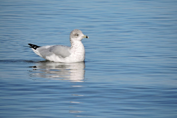 Swimming Seagull