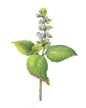 Blue flower and green leaves Perilla frutescens (also known as Korean perilla, Shiso, Chinese basil, blueweed, silam). Watercolor hand drawn painting illustration isolated on white background.