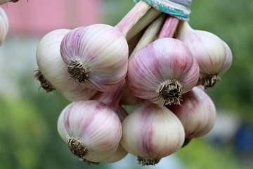 Close-up of bunch of garlic, selective focus