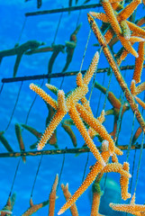 Farming staghorn coral to restore reef