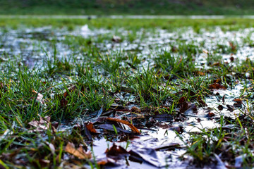 green grass in the snow