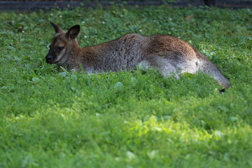 Young kangaroo on the grass