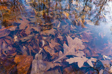 autumn leaves under water, nature textue