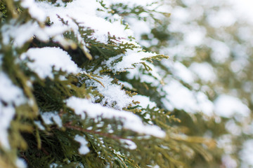 Snow on plants in winter