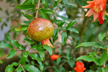 Dwarf Pomegranate