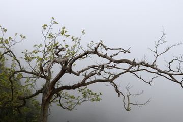 Trees on the Clouds level.Trees on the mountain.