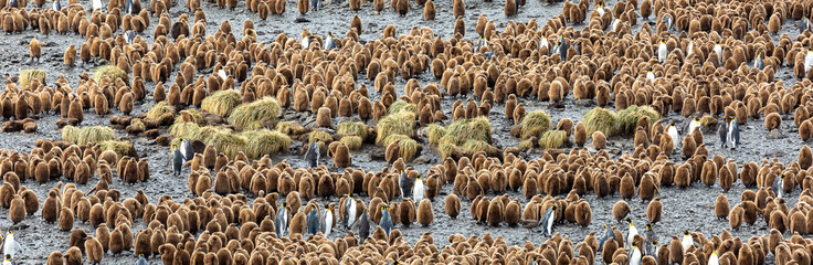 Obraz premium Colony of young and adult King Penguins, South Georgia 
