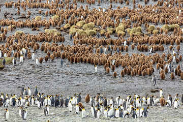 Obraz premium Colony of young and adult King Penguins, South Georgia 